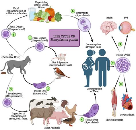 Obrázok znázorňujúci životný cyklus Toxoplasma gondii