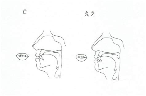 Diagram znázorňujúci správne postavenie jazyka pri tvorbe hlásky „R“