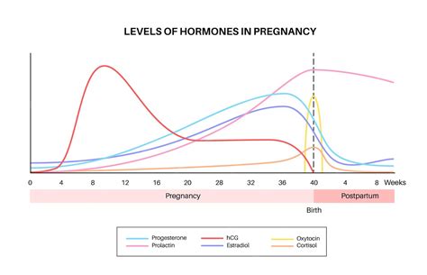 Graphic showing prolactin production curve throughout the day/night