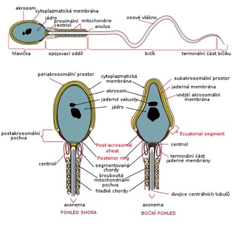 Diagram spermií s vyznačením hlavičky, krčku a bičíka