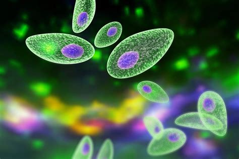 Toxoplasma gondii parazit pod mikroskopom