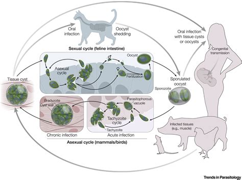 Cyklus prenosu Toxoplasma gondii