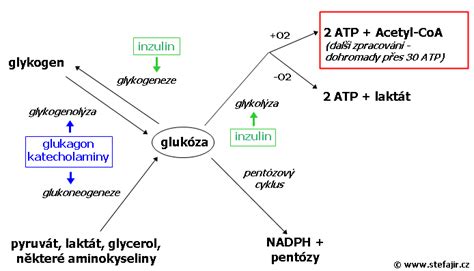 Diagram vysvetľujúci metabolický prechod z glukózy na ketózu