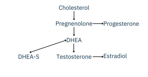 DHEA ako prohormón - schéma metabolizmu