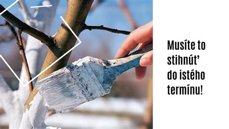 Ilustrácia prvotných primátov na stromoch