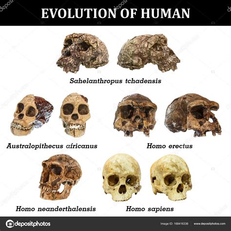 Diagram znázorňujúci vývoj mozgu Homo sapiens