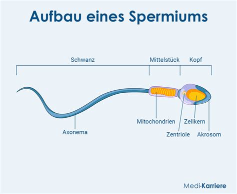 Štruktúra spermie s hlavičkou, krčkom a bičíkom