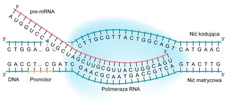 Schéma DNA reťazca a genetických markerov