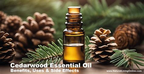 Comparison of Siberian Cedar Nut Oil vs. Cedarwood Essential Oil