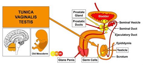 mužské reprodukčné orgány