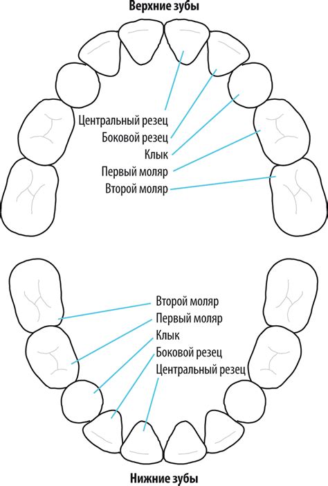 Schéma vývoja mliečneho a trvalého chrupu dieťaťa