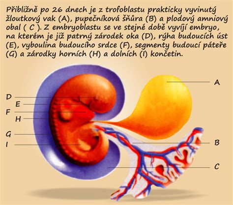 Vývoj embrya a okolitých štruktúr (placenta, plodový vak, žĺtkový vak)