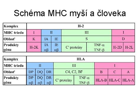 Schéma ontogenetického vývinu človeka