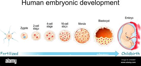 Visual timeline of embryonic/fetal development