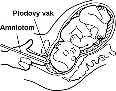 Detailná štruktúra plodových obalov