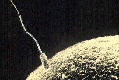 Spermia prenikajúca do vajíčka