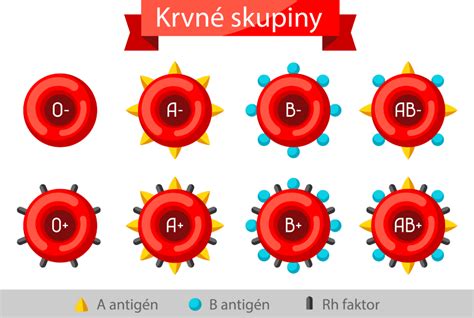 zobrazenie krvnej kompatibility