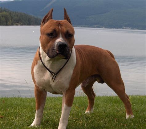 americký pitbulteriér v prírode