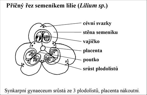 Diagram: Proces selektívnej redukcie embryí