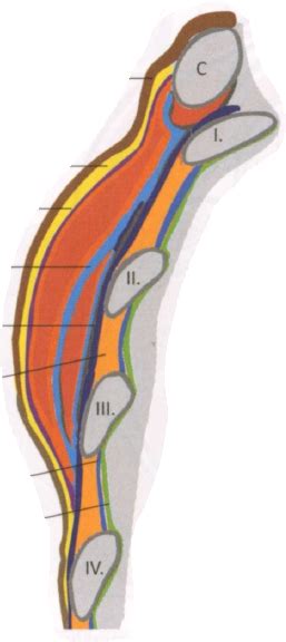 Diagram absorpčnej vrstvy prsných vložiek