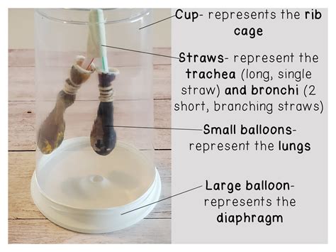 Diagram of straw cup components