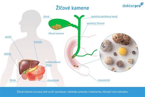Proces trávenia a žlčové kyseliny