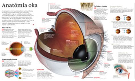 Anatómia oka a okolitých štruktúr