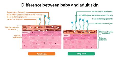 Comparison of baby and adult skin structure