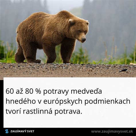 Zloženie potravy medveďa baribala