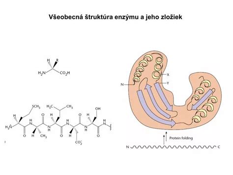 Štruktúra B-komplexu a jeho zložiek