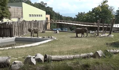 Africké slony v Národnej zoo Bojnice
