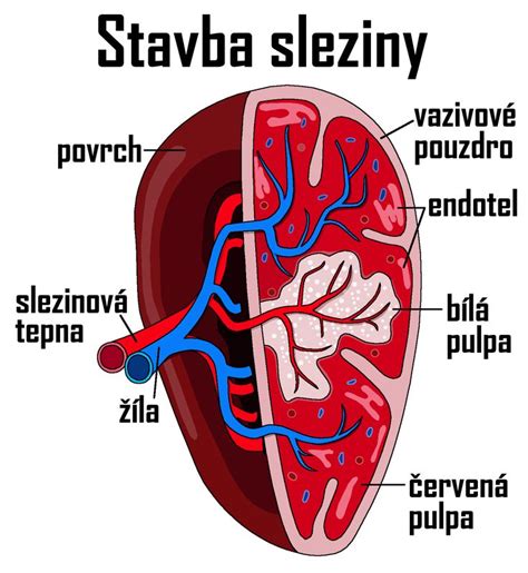 Anatómia sleziny a jej umiestnenie