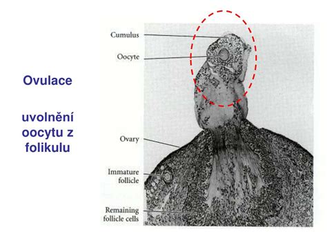 Ilustrácia uvoľnenia vajíčka z folikulu