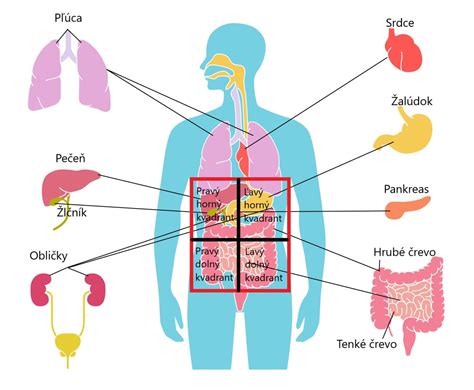 Mapa brušnej dutiny s vyznačeným hypogastriom