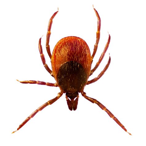 mikroskopický záber kliešťa Ixodes ricinus