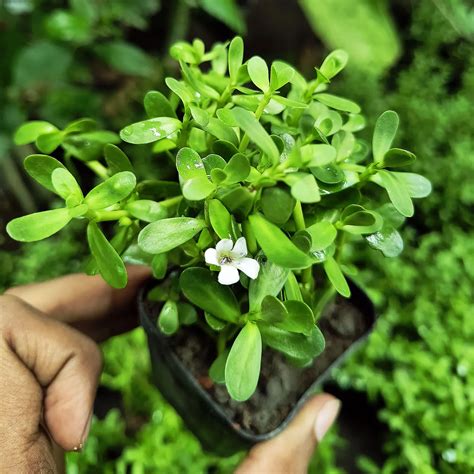 Bacopa monnieri rastlina s kvetmi