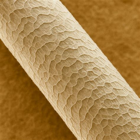 Detail Merino vlny