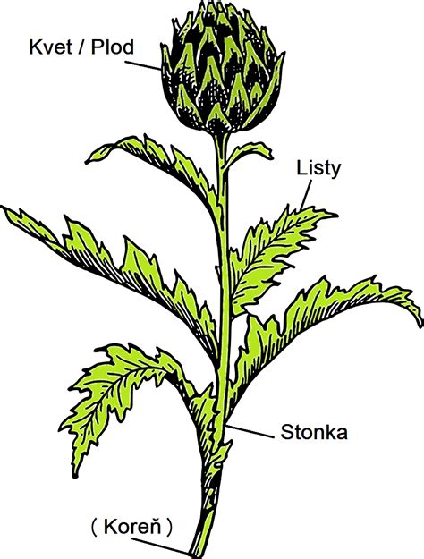 Ilustrácia rastliny pohánky obyčajnej s detailmi listov a stonky