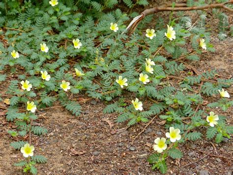 Tribulus terrestris rastlina a jej časti
