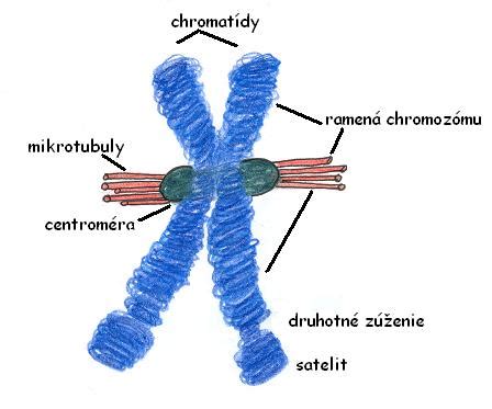 Zobrazenie štruktúry chromozómov a detail na 21. chromozóm s extra kópiou