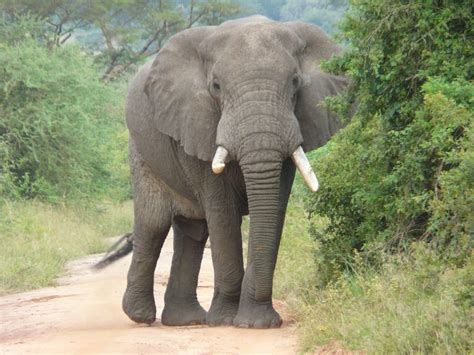 Slon africký a slon indický: Porovnanie