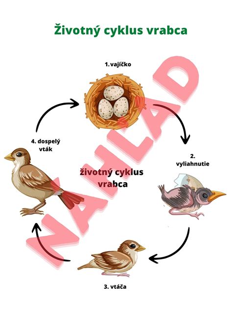 Diagram: Životný cyklus zvieraťa a body hlásenia v CEHZ