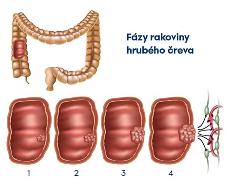schéma ľudského čreva
