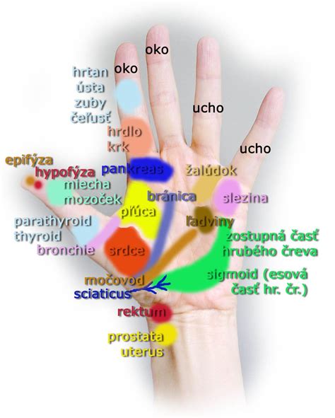 Dermatoglyfické obrazce na bruškách prstov