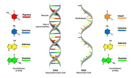 Gény a DNA