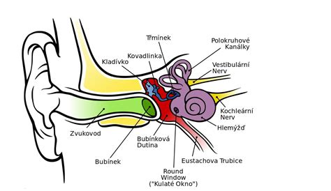 diagram zobrazujúci detskú Eustachovu trubicu v porovnaní s dospelou