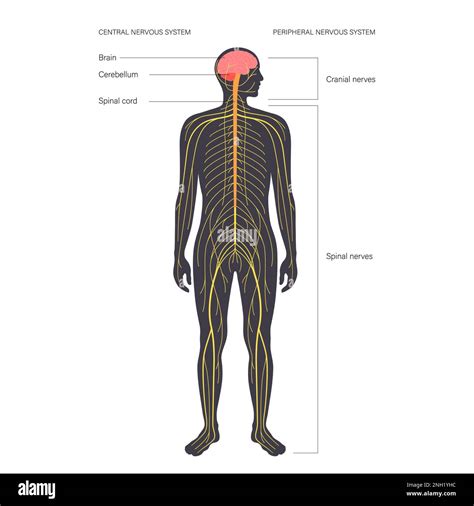 Illustration of baby's central nervous system