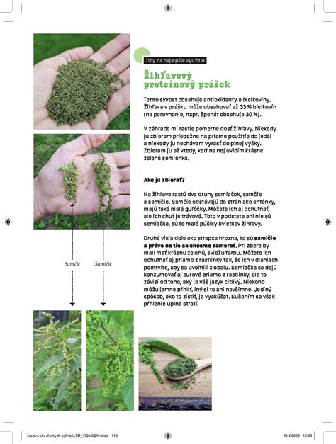 Ilustrácia byliniek používaných v čaji