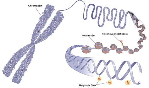 Diagram epigenetických značiek (metylácia DNA, malé nekódujúce RNA)