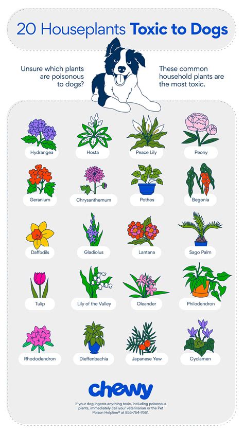 toxic plants in a household